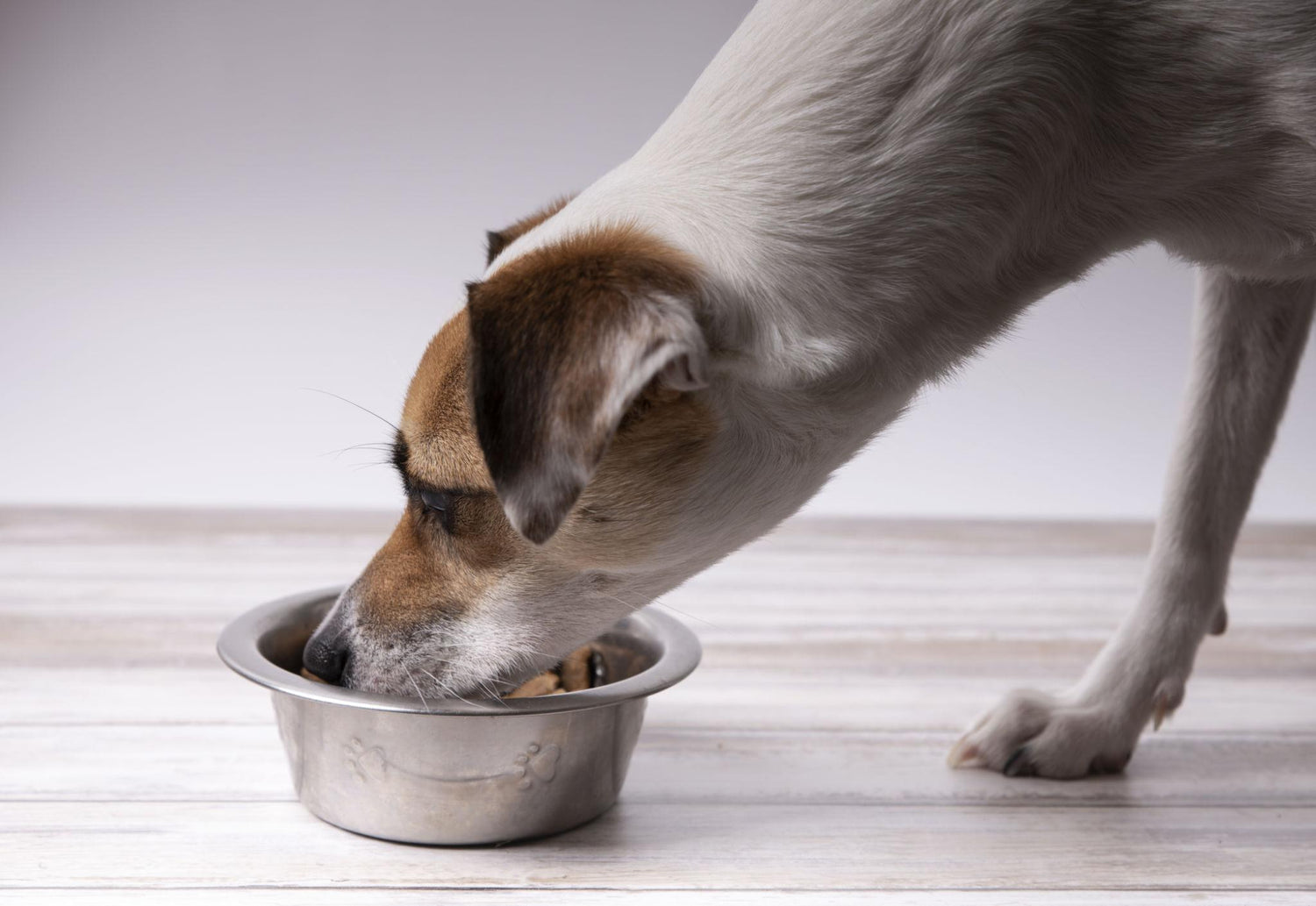 Feeding & Essentials