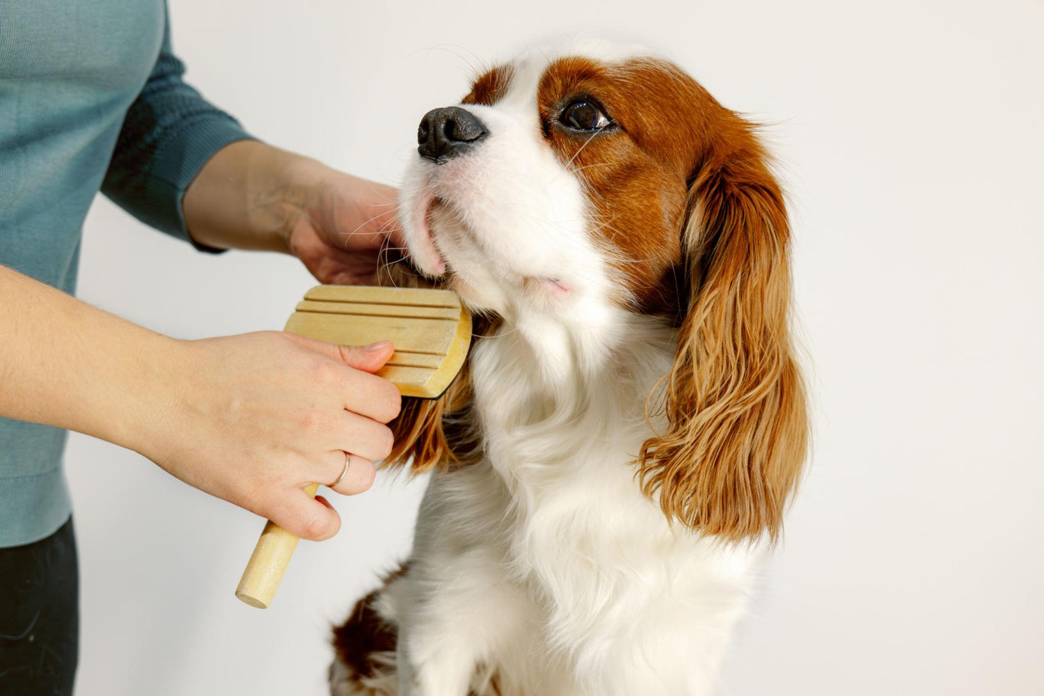 Pet Grooming