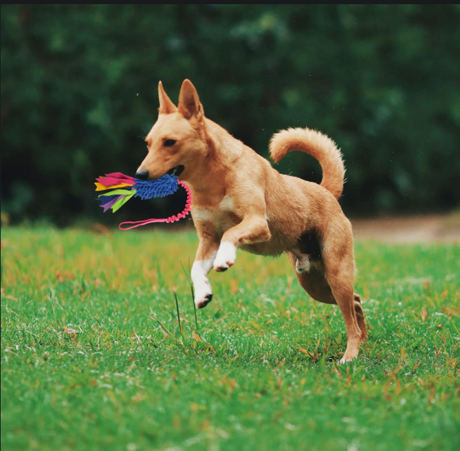 Interactive Tug Rope Dog Toy for Aggressive Chewers
