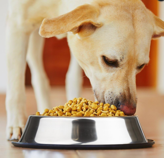 Stainless Steel Dog Bowl with Non-Slip Rubber Base