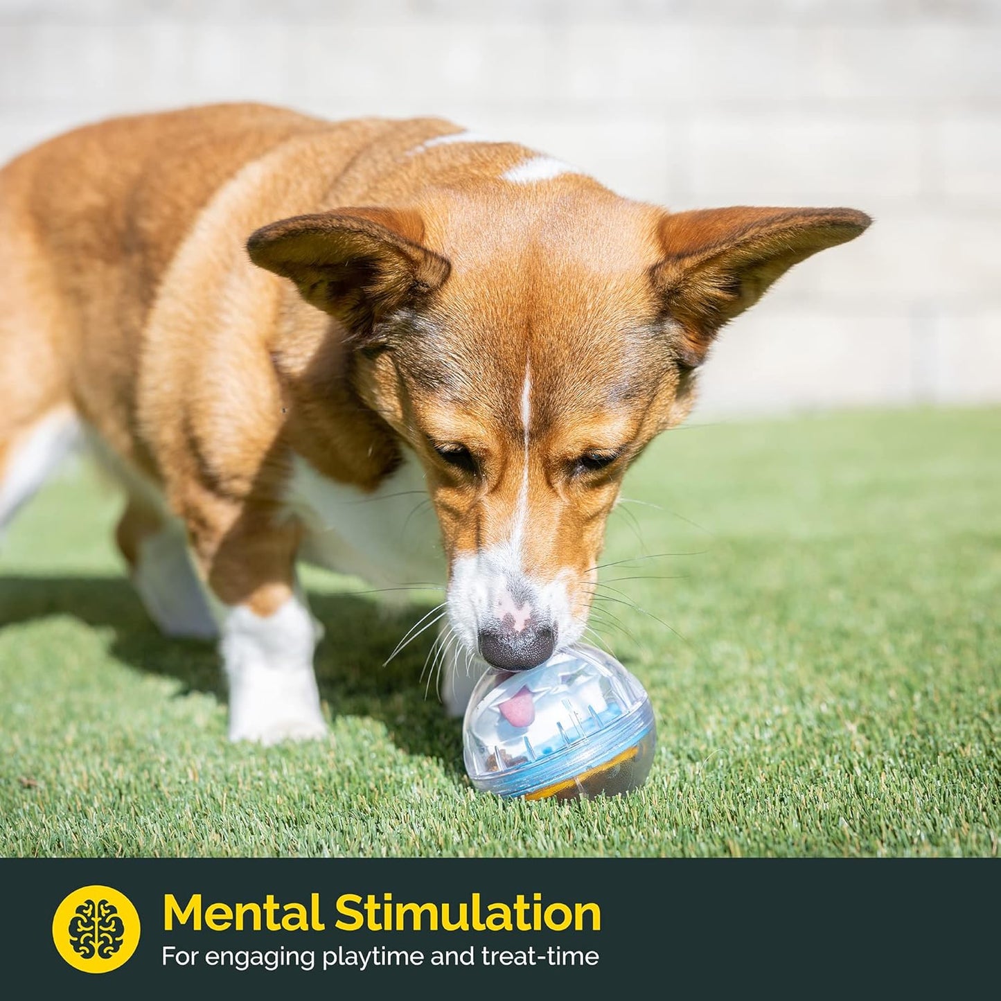 Interactive Treat Ball for Dogs – Slow Feeding & Fun Toy